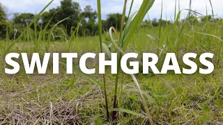 How I Get Switchgrass Established