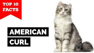 American Curl  TOP 10 FACTS