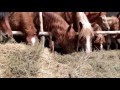 Конно-спортивный праздник на Кубок Евпатия Коловрата прошёл недалеко от Рязани (новости)