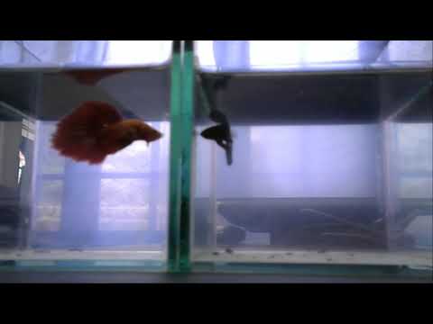 Video: Da Li Buka Aeratora Ometa Akvarijske Ribe