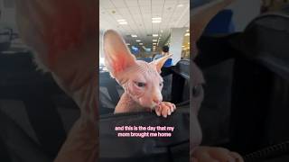 The day I brought my sphynx kitten home. Enjoy my kitten vlog #kitten #sphynx #cutecat #sphynxkitten