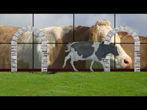 Vidéo: Pourquoi La Viande De Vache S'appelle-t-elle Bœuf ?