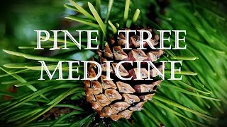 Download Lagu Around the Grove, Medicine ~ Pine ~ 2023 MP3