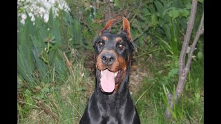 DOBERMANN KUYRUK & KULAK BASİT BANDAJ