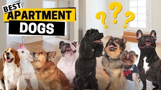10 Best Dogs for Apartment Living