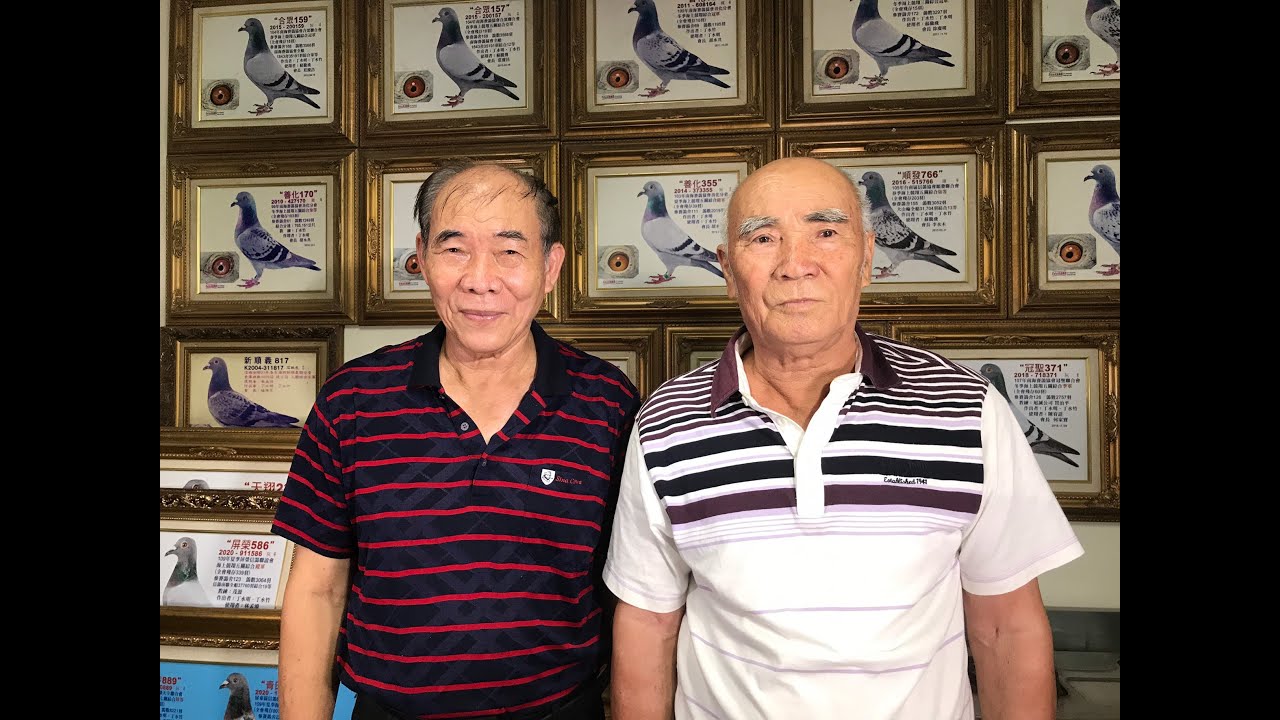 丁氏兄弟(丁水竹、丁水明) 鴿系大揭密!! - YouTube
