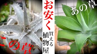 有名お洒落店行くのは損かも...と思うレベルの植物屋【鶴見園芸】