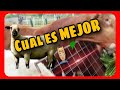 VACAS o BORREGAS?? Con que empezar tu Agro-negocio!!!