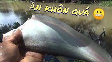 Câu cá, vì sao mồi con ăn mày, lại hót đến như vậy . Hãy xem video này nhé!