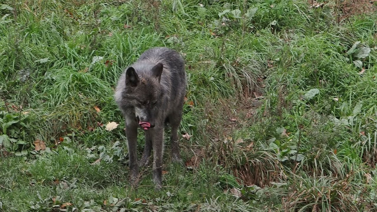 Black wolf, Parc Omega, Montebello Quebec YouTube