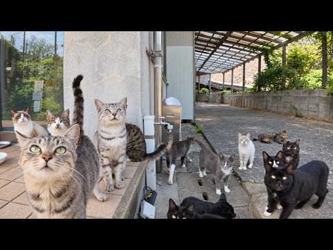 I Visited the Cat Island Hangout… and Every Cat Thought I Was Their Usual Feeder! 😹