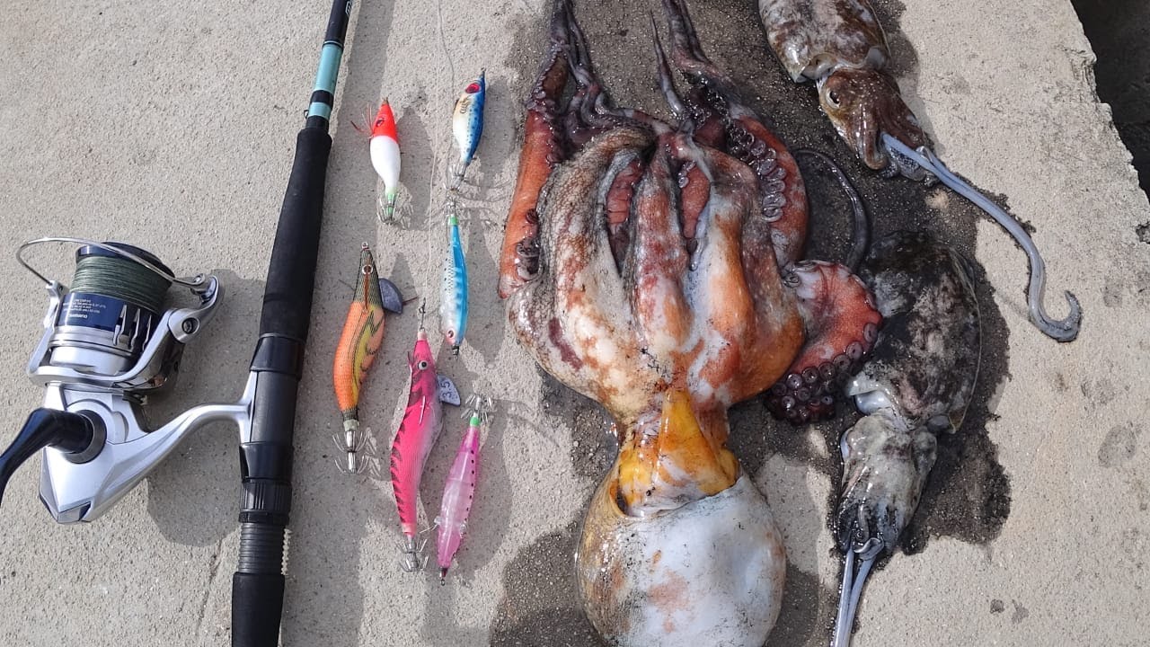 صيدت بولبو كبير وجوج سيبيات بتقنية الـ Eging  نهار عامر مفاجآت 🔥🐙🐟