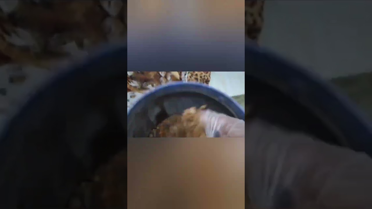 أخيراً حللنا ألياف الازولا بالبوكاشي وعملنا عليقة ...