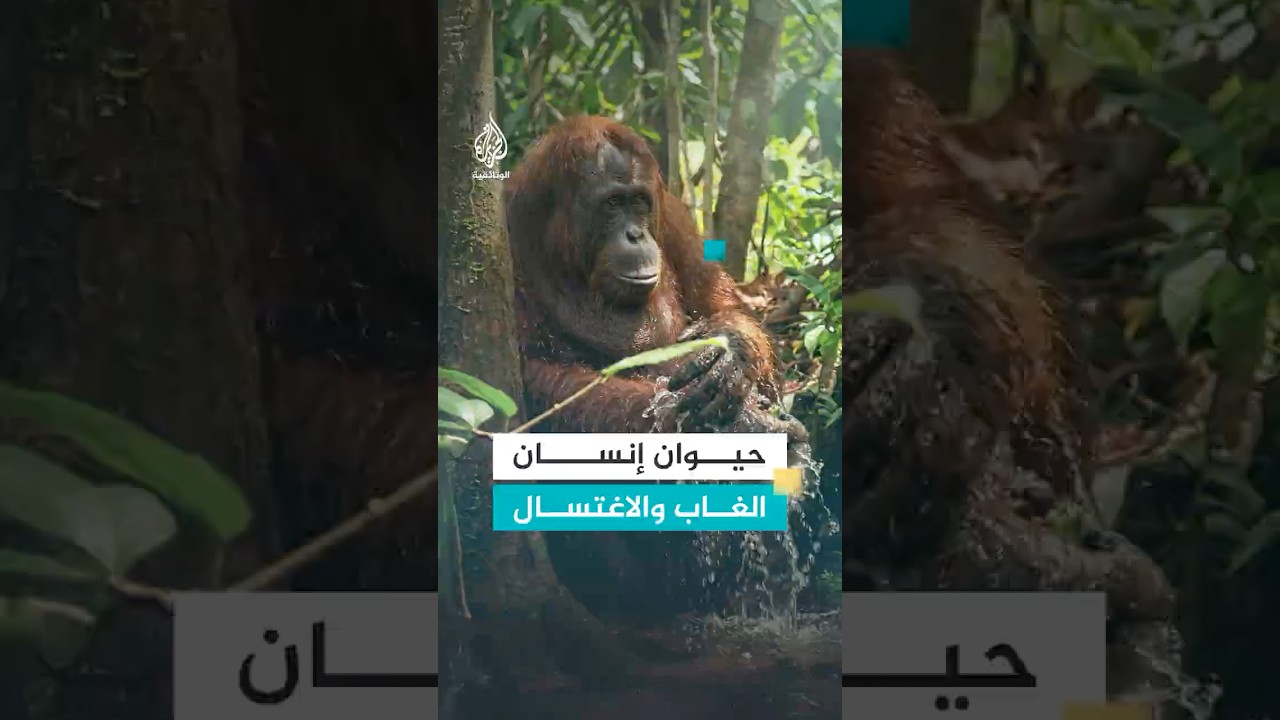 عند حيوان إنسان الغاب.. الصابون للاغتسال والأكل أيضا