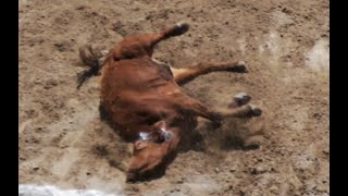 Boone County Cruelty, Corruption
