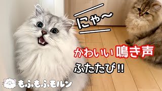 もふもふ猫のおしゃべり特集 第2弾‼ 【サイベリアン】