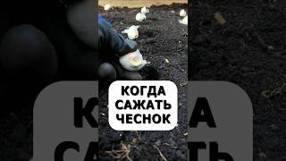 Лучший совет когда сажать озимый чеснок #огород #дача #сад #урожай #советыдачникам
