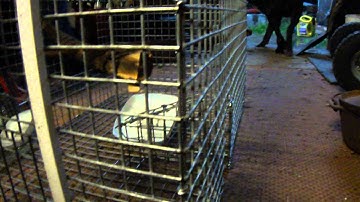 Indian Myna Bird Trap For Catching A Caller Bird