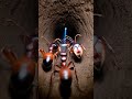 inside the colony of bullet ants  #ants #shorts #short #shortvideo #microcamera #viralvideo #viral