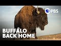 Bison Restoration and Community Impact