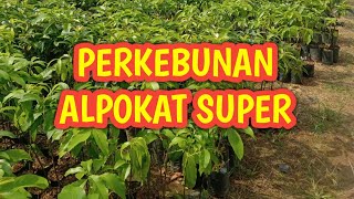 CARA SAMBUNG BIBIT / POHON ALPOKAT