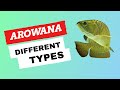All types of arowana fish  finding fishes