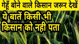 गेहूं की खेती | Gehu ki kheti | गहू लागवड माहिती | Wheat crop | खेती | Kheti | Agriculture | शेती