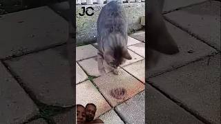 cat vs snake fighting #shorts #shortsfeed #cat_vs_snake_fighting #catfighting #snake