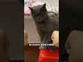 Funny random cat videos part 5