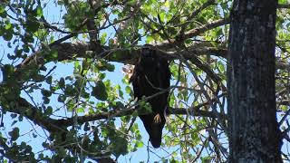 Redding Eagles~Hope Perched Near Family Tree