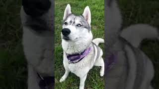 хаски AMG S-class 😂🐾 снимала её прям как тачку)) #камчатка #хаскивидео #husky