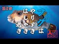 【フグ】人間トカトントン #5(2025年5月5日)