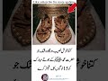 Blessed Sandals of Prophet Muhammadﷺ Share the Love of Faith#ProphetMuhammad#IslamicReminder#Faith
