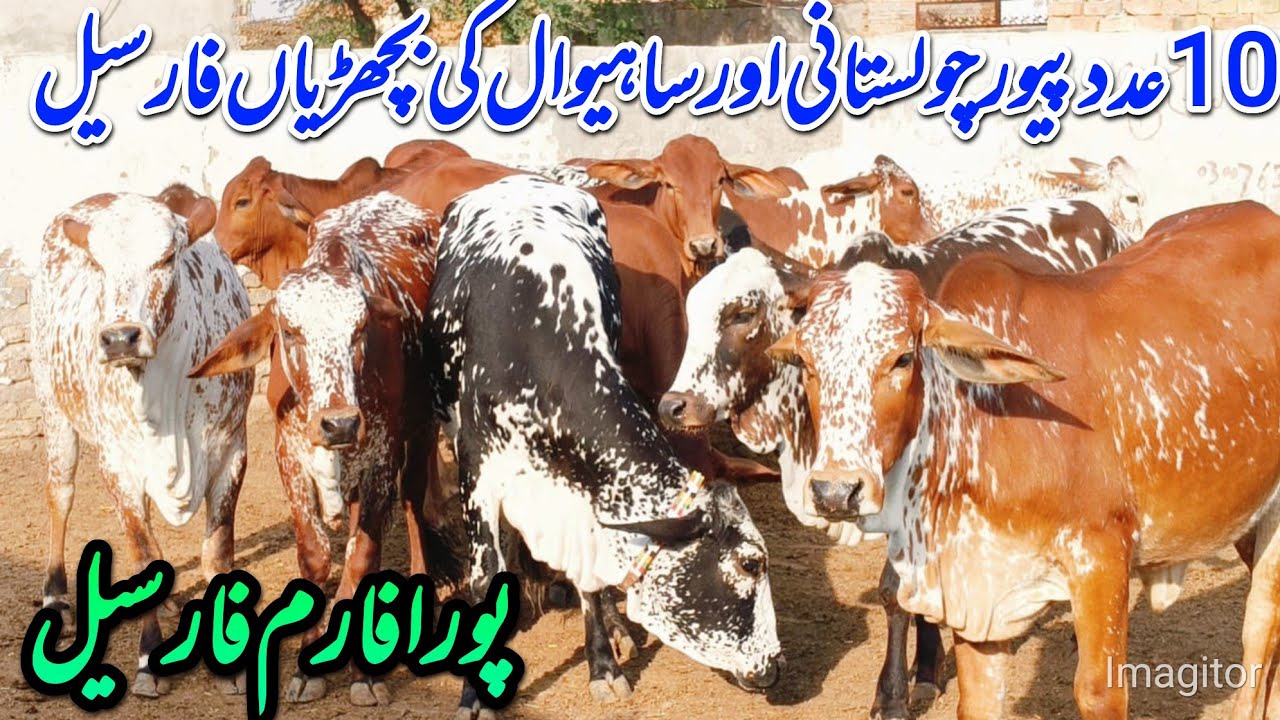 10عدد پیور چولستانی اور ساہیوال بچھڑیاں فارسیل مناسب قیمت سستا وپاری اگیاتے چھاگیا