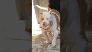 El Chapo, urso branco do Canil Monster Gueto