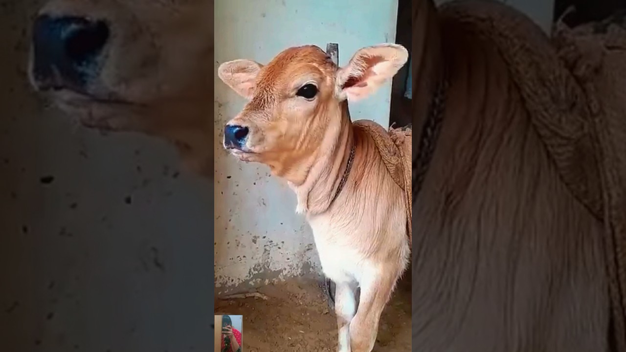 Caw baby funny sound 🐄🐄 
