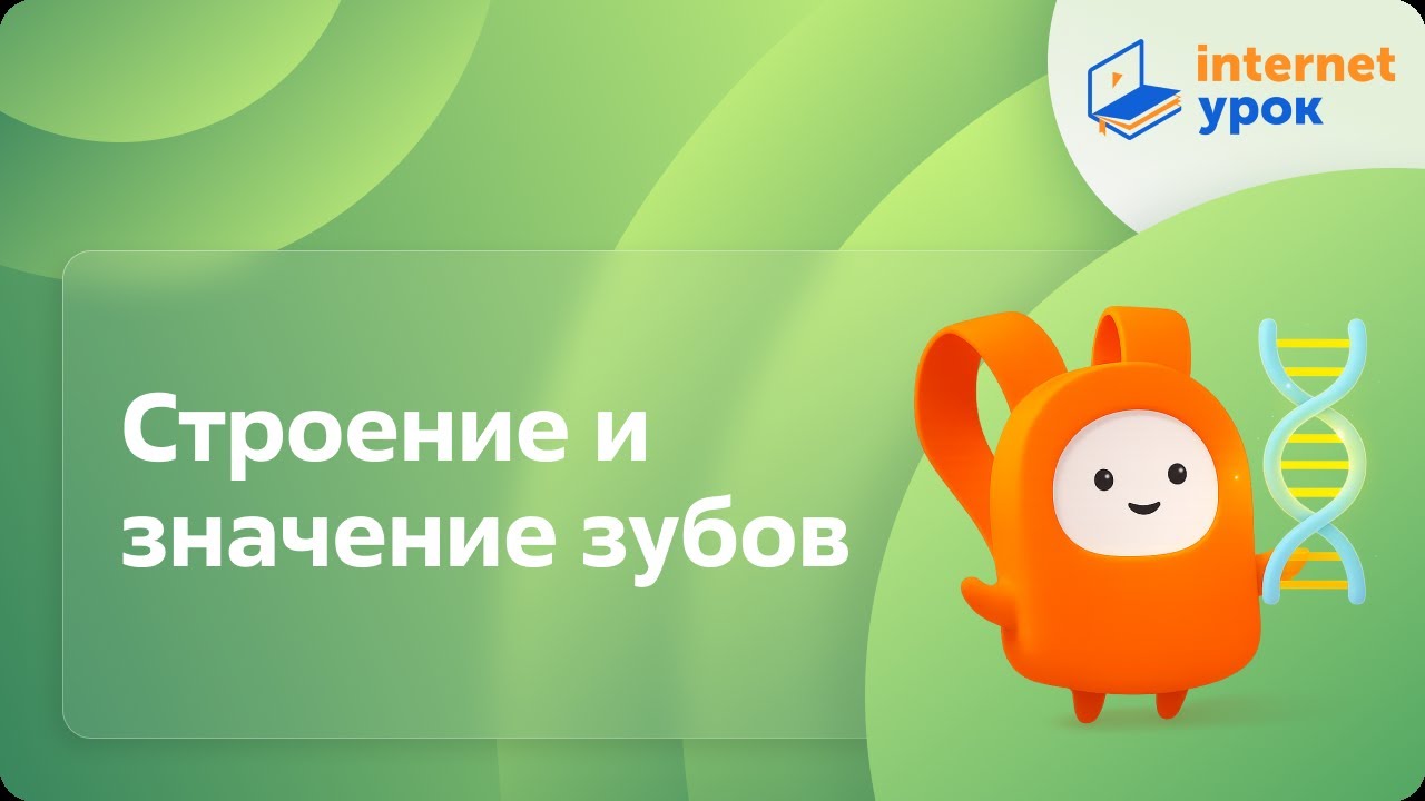 Строение и значение зубов. Видеоурок по биологии 8 класс
