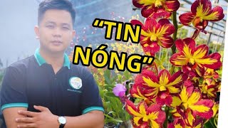 HOA LAN DUY PHONG đang phát trực tiếp!