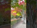Autumn 🍁 #foryou #travel #viral #autumn #japantravel #nature #mindrelaxing