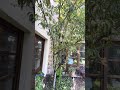 🌺 Beautiful Landscaped Courtyard | Luxury Home in El Paraíso | San Miguel de Allende