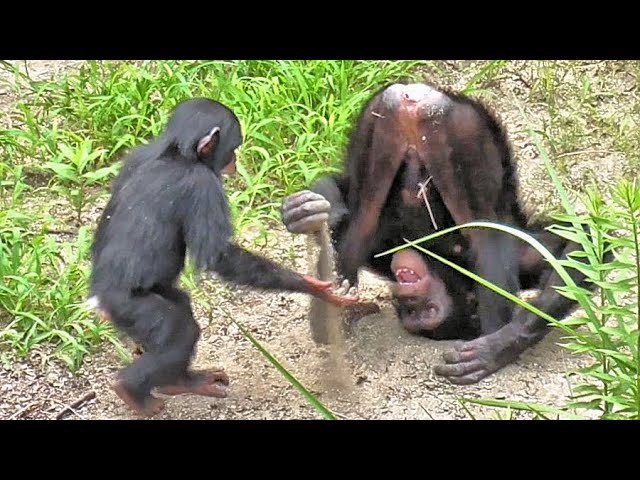 Chimpanzee. Three sisters playing in the sand. Karan, Koe and