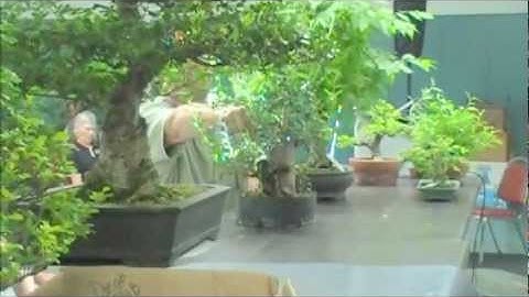 BonsaiArtisans- Ted Matson part 2