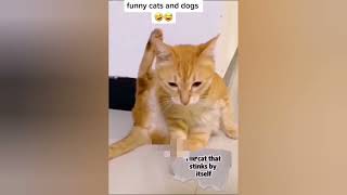 Funny cats to make your day better relaxmycat funny cats funnycats compilation