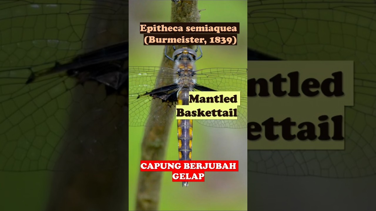 Epitheca semiaquea (Burmeister, 1839) – Mantled Baskettail 