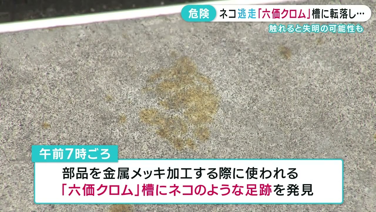 Cat on the loose after falling into tank of toxic 