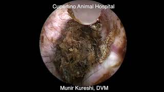 Deep Ear Cleaning In Pets