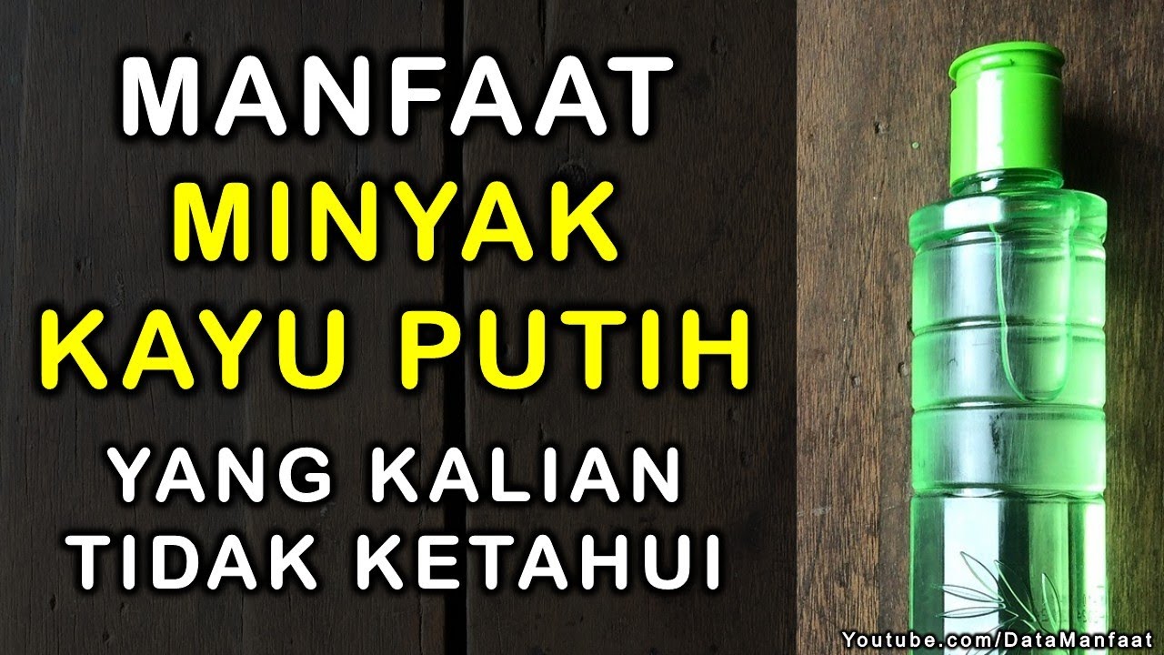  Manfaat  Minyak Kayu  Putih Untuk  Kesehatan Dan Kecantikan 