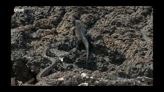 Iguana vs Snakes Full Clip | Planet Earth II | BBC Earth1080p 01