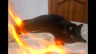 Смешные хивотные Кошки Собаки Позитив Создай себе хорошее настроение Смешные хивотные Кошки Собаки Позитив Создай себе хорошее настроение