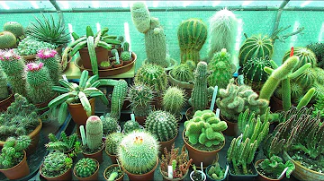 Is it good to have cactus plant at home?